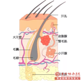 大连现代腋臭医院：关于腋臭的是是非非