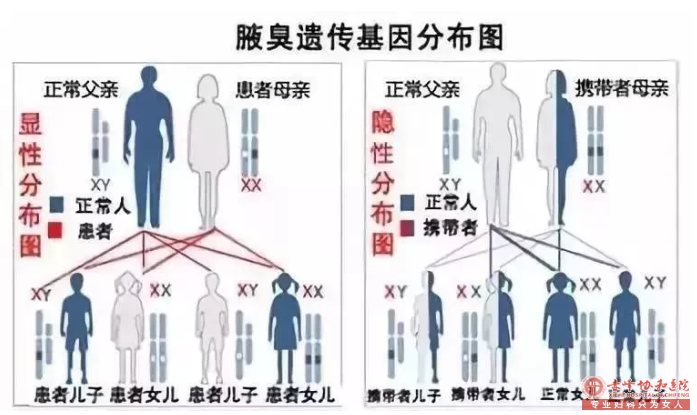 大连有腋臭，用药物真的能治疗腋臭吗？